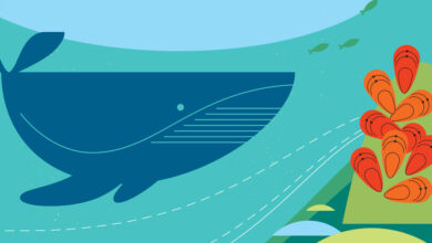 Photo of Adobe Illustrator: как создать векторную графику